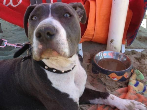 Single Fin Tuscany - foto 48694.jpg