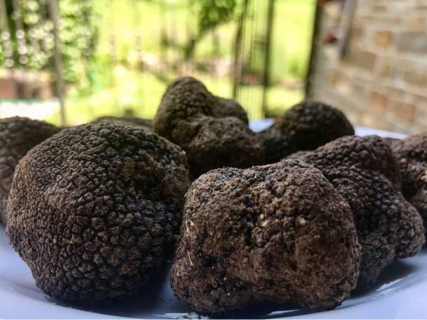 Agriturismo Le Querciole - foto 48779.jpg