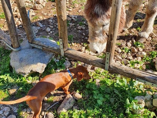 Agriturismo Pantalica Ranch - foto 49066.jpg