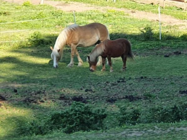 La Casina di Laura - foto 49102.jpg