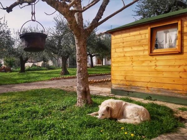 La stalla di nonno Zopito - foto 49231.jpg