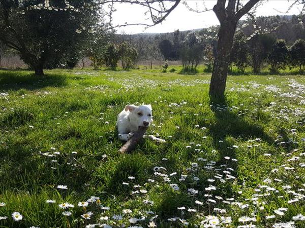 Podere Sortoiano - foto 49385.jpg