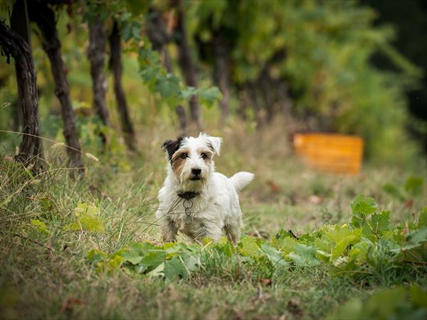 Agriturismo Salvadonica - Borgo del Chianti - foto 49421.jpg