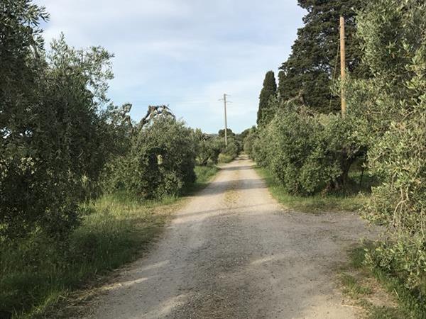 Agriturismo Impalancati - foto 49463.jpg