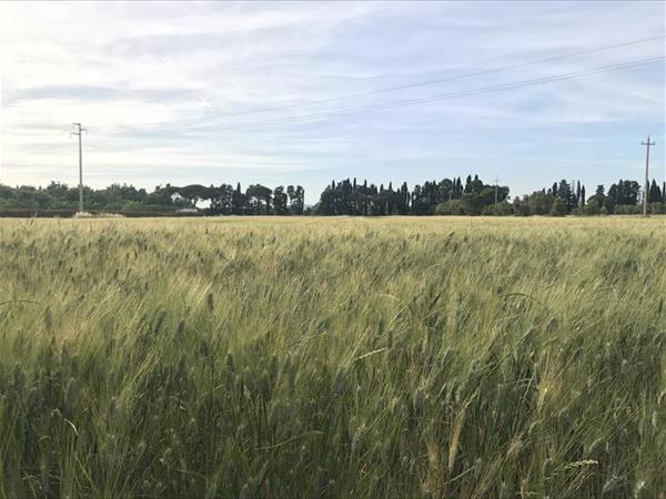 Agriturismo Impalancati - foto 49467.jpg