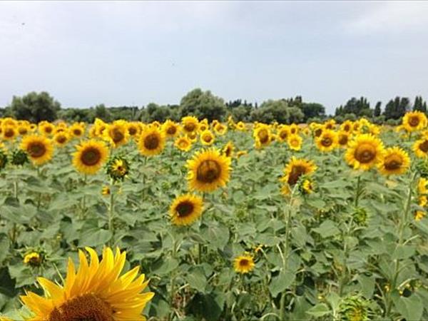 Agriturismo Impalancati - foto 49558.jpg