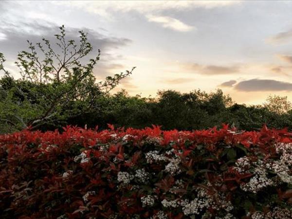 Agriturismo Impalancati - foto 49561.jpg