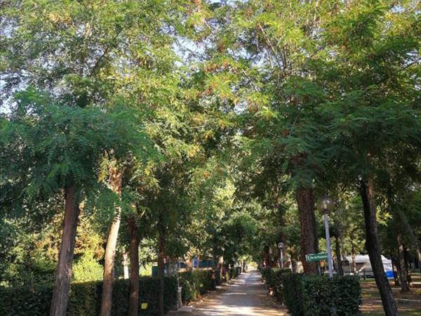 Camping Riva dei Butteri - foto 49657.jpg