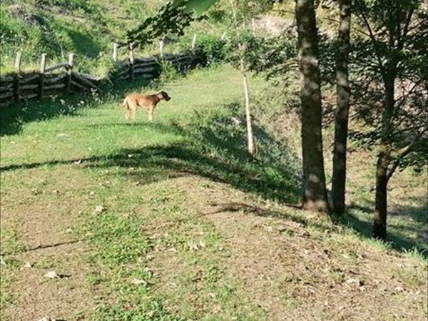 Agriturismo Sacchiafarm - foto 49903.jpg