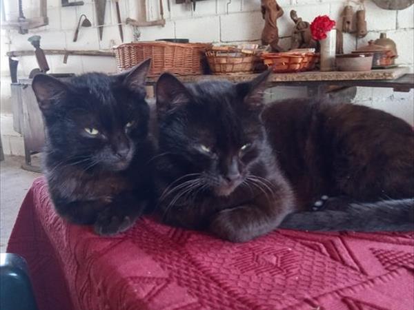 Agriturismo Sacchiafarm - foto 49914.jpg