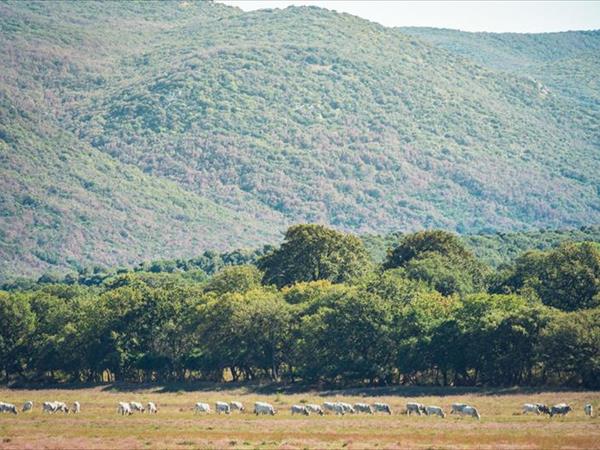 Poggiolivi Country House - foto 50229.jpg