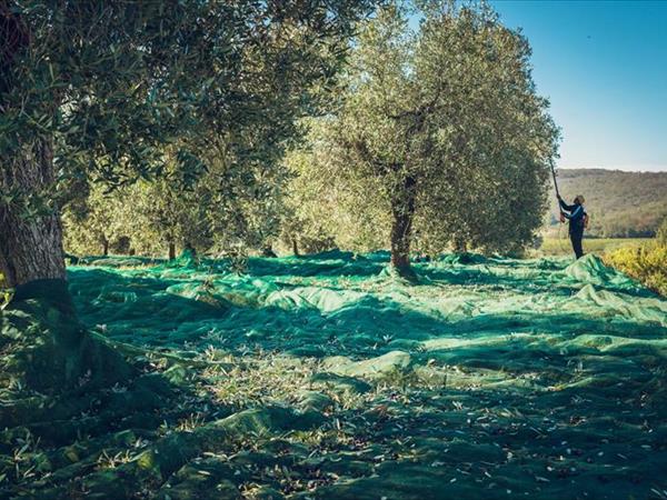 Poggiolivi Country House - foto 50232.jpg