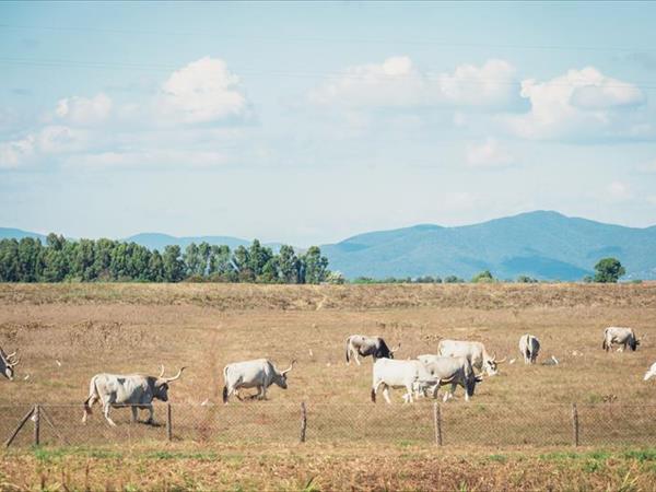 Poggiolivi Country House - foto 50233.jpg