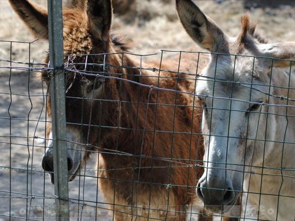 Villa i Tigli - foto 50410.jpg