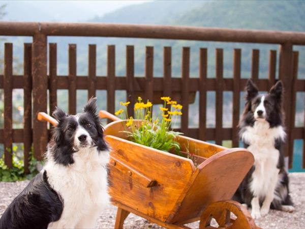 Ledro House Case Appartamenti Vacanza - foto 50476.jpg