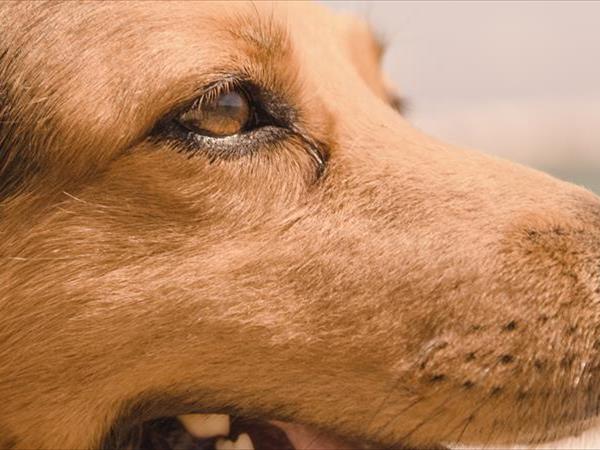 Natural Village Resort - foto 50806.jpg