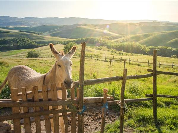 Fattoria Lischeto - foto 51234.jpg