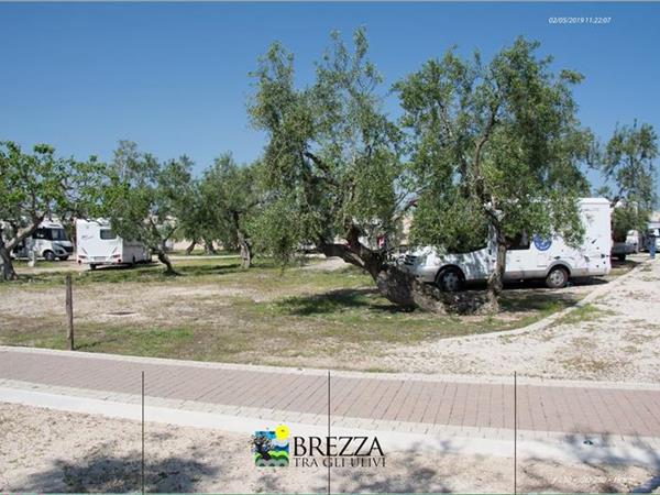 Brezza tra gli ULIVI - foto 51432.jpg