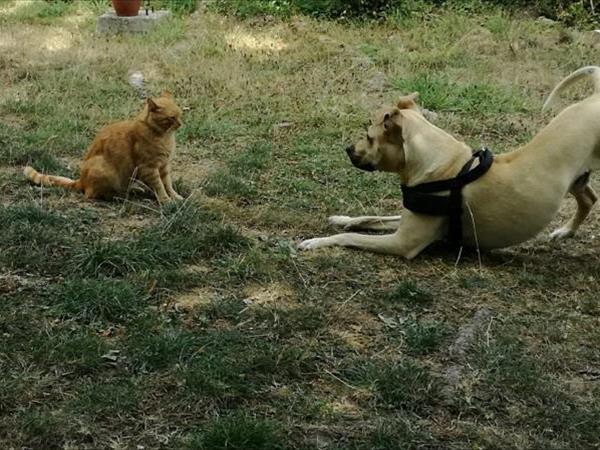 Villino nel Bosco - foto 51640.jpg