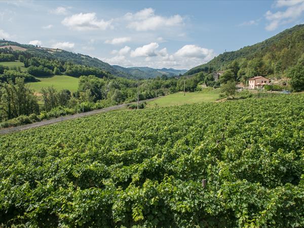 Agriturismo Pedrosola - foto 52571.jpg