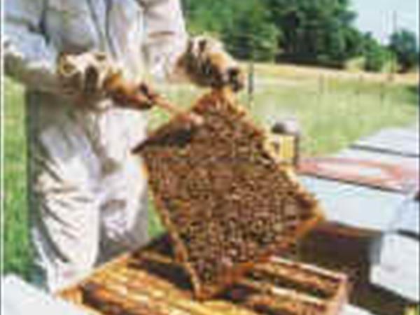 Agriturismo Pedrosola - foto 52582.jpg