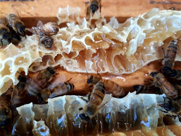 Agriturismo Pedrosola - foto 52590.jpg