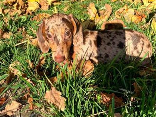 Agriturismo La Conca Pescara - foto 52714.jpg