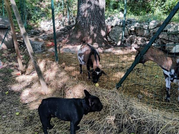 Agriturismo La Conca Pescara - foto 52723.jpg