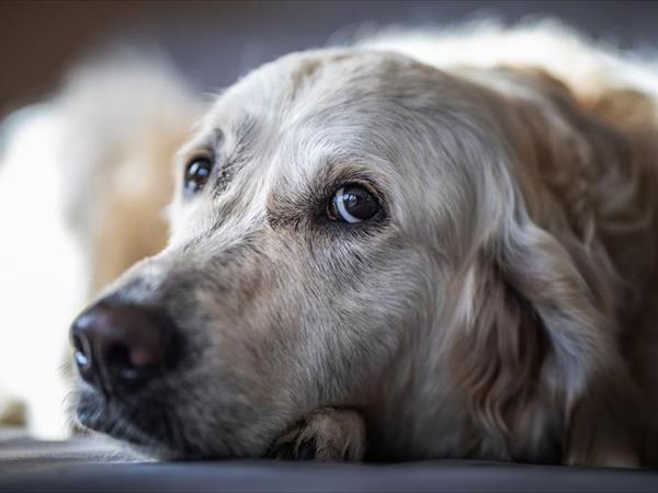 Baba Glamp - foto 52758.jpg