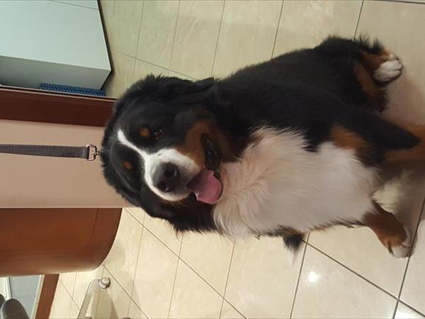 Residence Hotel Piccadilly*** - foto 52824.jpg