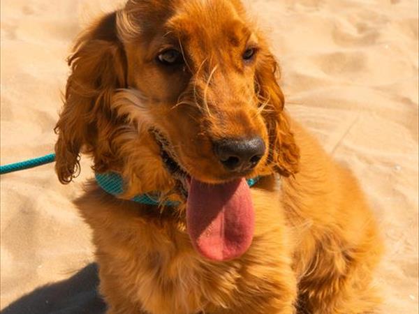 Gattarella Resort - foto 52926.jpg