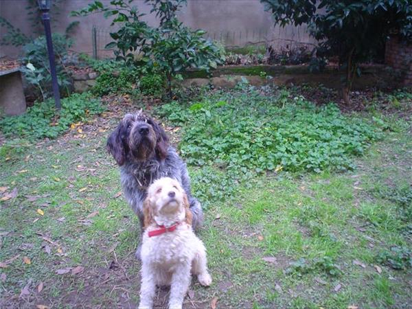 La Mimosa  - foto 53042.jpg