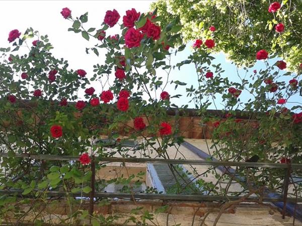 Agriturismo Borgo Spante - foto 53125.jpg