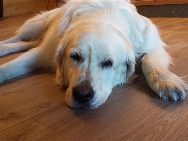 Residence Le Petit Coeur - foto 53210.jpg