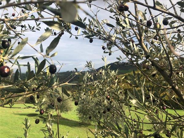 Agriturismo Borgo Spante - foto 53232.jpg