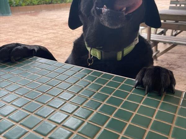 Campeggio Principina - foto 53614.jpg