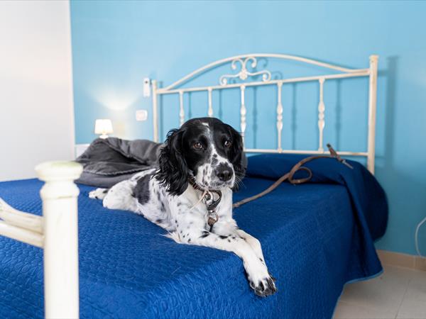 Astonishing Calabria pet friendly apts - foto 53809.jpg