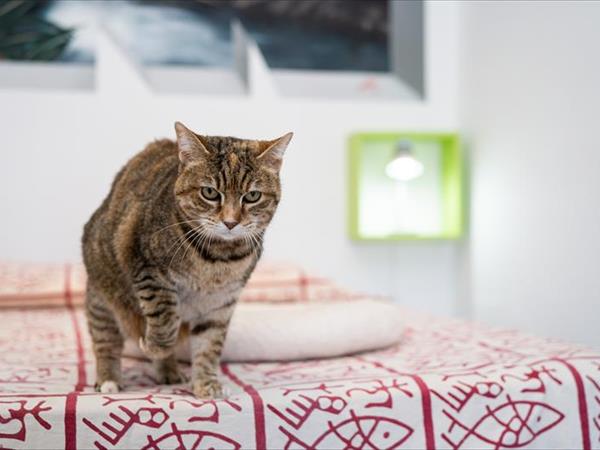 Astonishing Calabria pet friendly apts - foto 53819.jpg