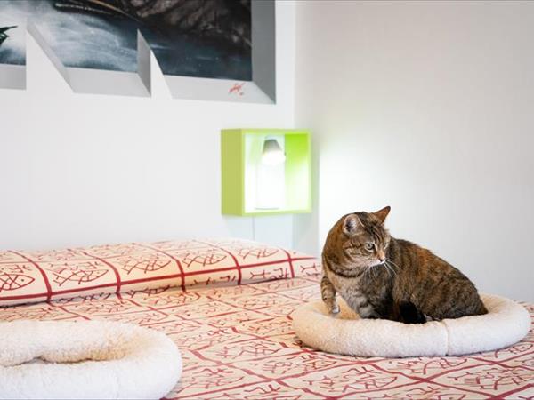 Astonishing Calabria pet friendly apts - foto 53821.jpg