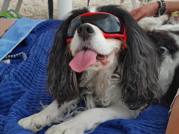 Pet Family Camping Cortina - foto 53826.jpg