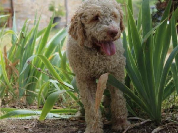  Il Poggio alle Ville - foto 53835.jpg