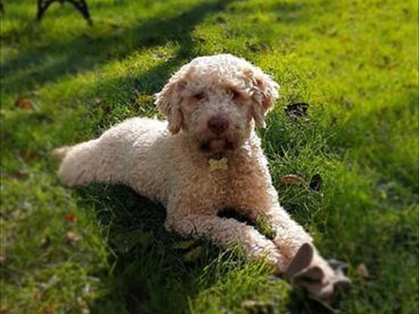  Il Poggio alle Ville - foto 53836.jpg