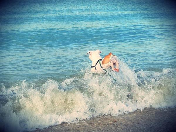 Pet Family Camping Cortina - foto 53887.jpg