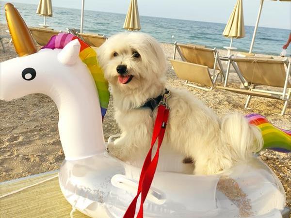 Pet Family Camping Cortina - foto 53896.jpg