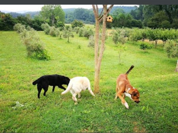 Il Rustico di Roby - foto 53915.jpg