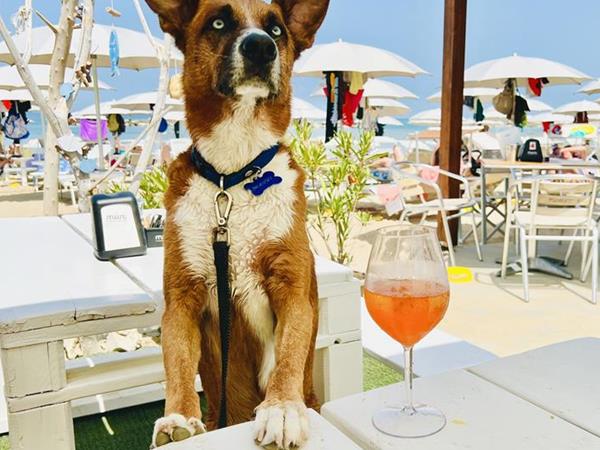 Animalido Dog Beach - foto 54001.jpg