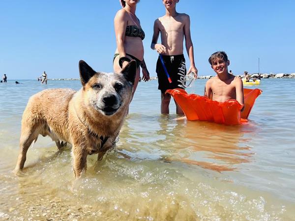 Animalido Dog Beach - foto 54002.jpg