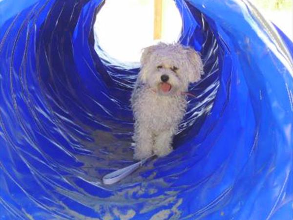 Pet Family Camping Cortina - foto 54101.jpg