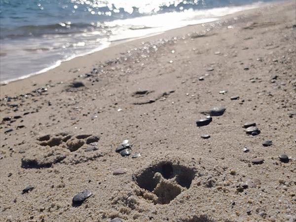 Tiliguerta Dog Beach  - foto 54249.jpg