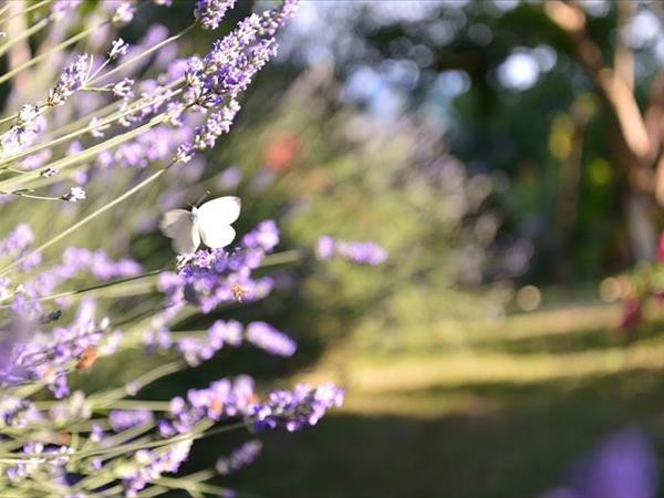 Agriturismo Villa di Giomici - foto 54383.jpg